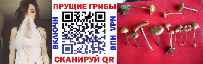 Галлюциногенные грибы Magic Shrooms  Камышлов 